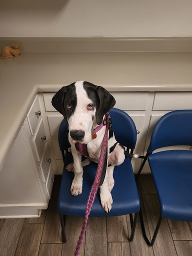 Silver Bluff Animal Hospital image
