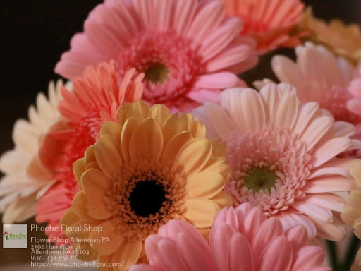 Florist «Phoebe Floral Shop», reviews and photos, 2102 Hamilton St, Allentown, PA 18104, USA