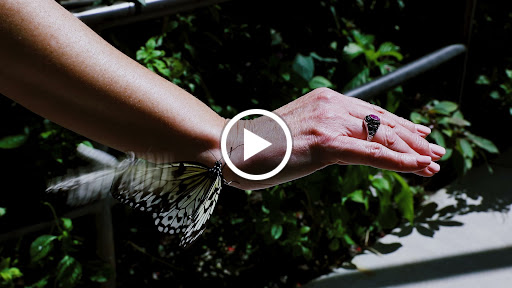 Tourist Attraction «Butterfly World», reviews and photos, 3600 W Sample Rd, Coconut Creek, FL 33073, USA