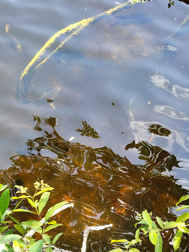 Visitor Center «Big Cypress Swamp Welcome Center», reviews and photos
