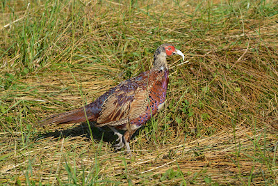 Gibier du Dourdou à Rodelle