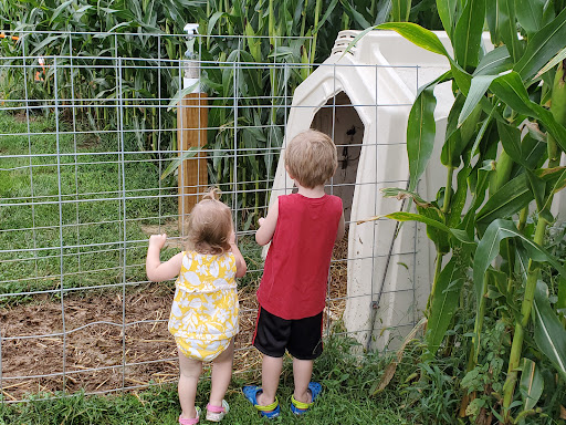 Tourist Attraction «Oregon Dairy Corn Maze», reviews and photos, 1289 Creek Rd, Lititz, PA 17543, USA