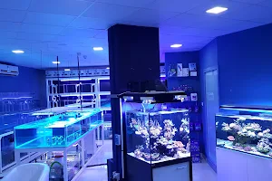 Reeflections Fish & Live Animals Trading image