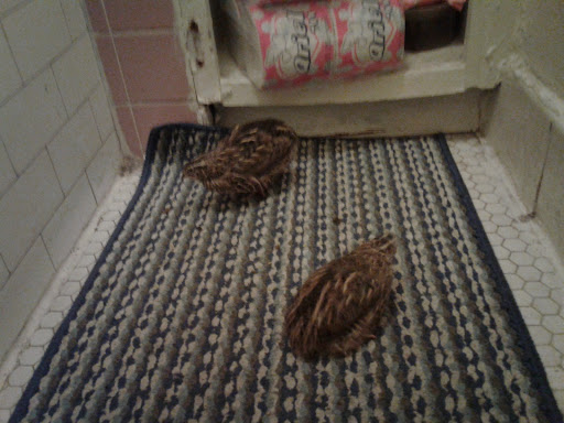 Pet Store «Pet Source 1901», reviews and photos, 1901 W 8th St B, Los Angeles, CA 90057, USA