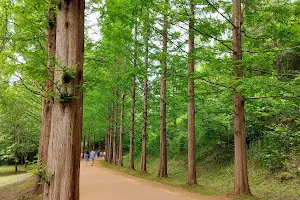 Keumkang Natural Forest image