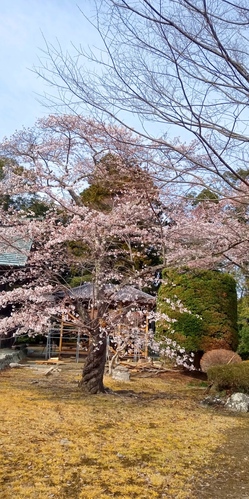 相馬中村神社の桜並木