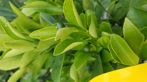 Market «Rising Up Garden Center, Landscape Design, & Florist», reviews and photos, 1314 St George Ave, Avenel, NJ 07001, USA