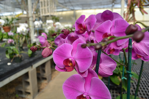 Florist «Dr Delphinium Flower & Orchid House», reviews and photos, 513 W Campbell Rd, Richardson, TX 75080, USA