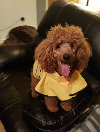 Happy Pups - Photo 7 - Car repair in , Myrtle Beach