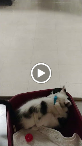 Pet Supply Store «PetSmart», reviews and photos, 1125 Hover St, Longmont, CO 80501, USA