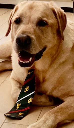 Pet Supply Store «Woof Gang Bakery & Grooming Lake Mary», reviews and photos, 1210 International Pkwy #118, Lake Mary, FL 32746, USA