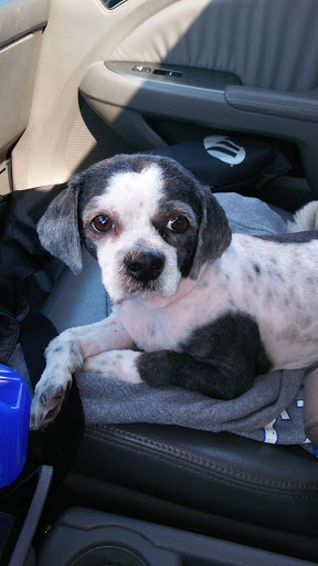 Pet Supply Store «Petco Animal Supplies», reviews and photos, 4030 N MacArthur Blvd #200, Irving, TX 75038, USA