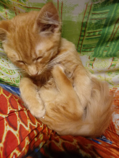 Shopping Mall «Valley West Shopping Center», reviews and photos, 5000 Valley W Blvd, Arcata, CA 95521, USA