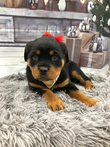 Pet Store «Happiness Is Pets Vi», reviews and photos, 616 E Roosevelt Rd, Lombard, IL 60148, USA