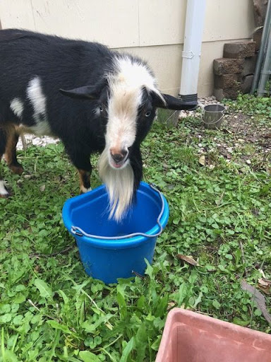 Mann Michael DVM image