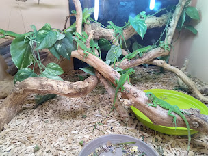 Photo n°16 de La Ferme des Reptiles à La Bastide-de-Sérou ()