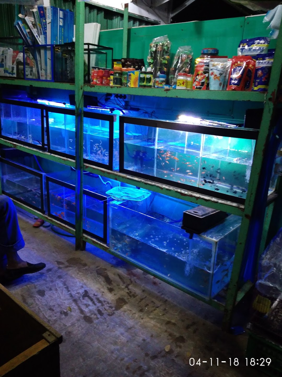 Mika aquarium