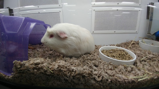 Pet Supply Store «Petco Animal Supplies», reviews and photos, 1203 SE Everett Mall Way f, Everett, WA 98208, USA