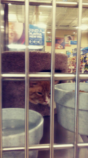 Pet Supply Store «PetSmart», reviews and photos, 60 NJ-17, Paramus, NJ 07652, USA