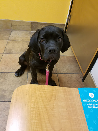 Pet Supply Store «PetSmart», reviews and photos, 10697 E US Hwy 36, Avon, IN 46123, USA