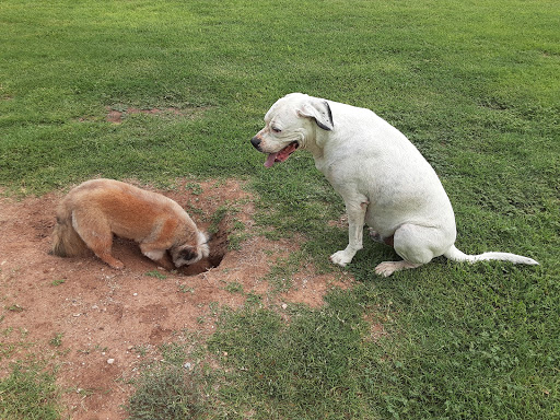 Pet Supply Store «PetSmart», reviews and photos, 6046 Marsha Sharp Fwy, Lubbock, TX 79407, USA