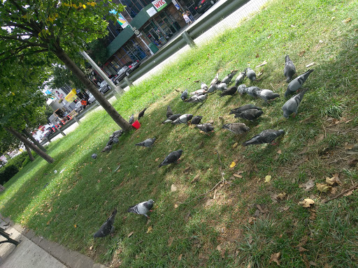 Auto Parts Store «Advance Auto Parts», reviews and photos, 4802 Queens Blvd, Woodside, NY 11377, USA