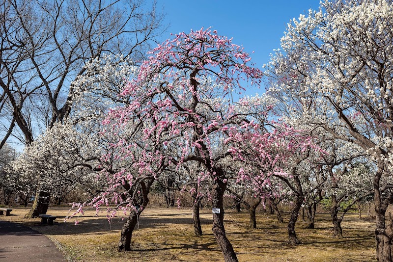 郷土の森県木園