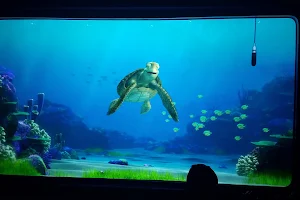 Turtle Talk with Crush image