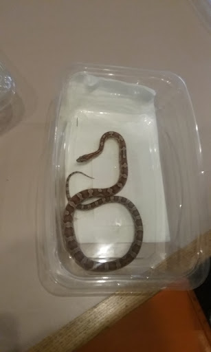 Coffee Shop «Dead River Coffee Shop», reviews and photos, 119 W Baraga Ave, Marquette, MI 49855, USA