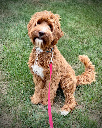 The Smiling Dog - Photo 3 - Car repair in Gibsonia, PA, Pittsburgh