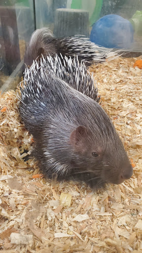 Pet Store «Exotic Pets», reviews and photos, 2410 N Decatur Blvd #160, Las Vegas, NV 89108, USA