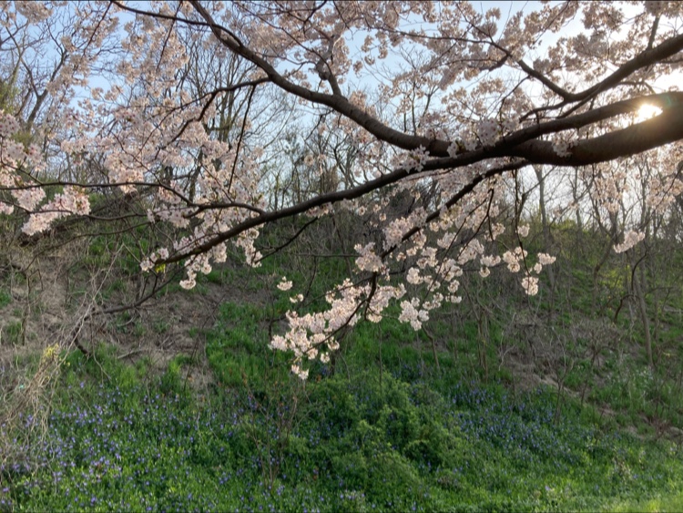 浜坂八丁目桜並木