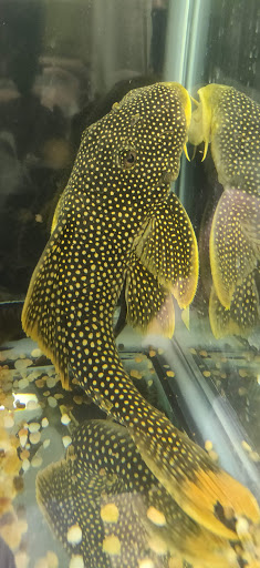 Aquarium «Rift Lake Aquatics», reviews and photos, 6777 Engle Rd j, Cleveland, OH 44130, USA