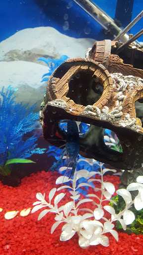 Pet Supply Store «Petco Animal Supplies», reviews and photos, 2805 E 29th Ave, Spokane, WA 99223, USA