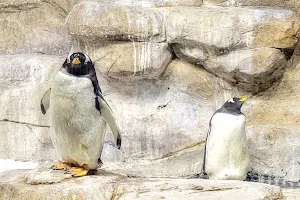 Antártida, el reino de los pingüinos image