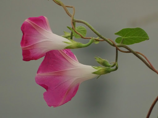 Florist «Kendal Floral LLC», reviews and photos, 165 S Hazel Dell Way, Canby, OR 97013, USA