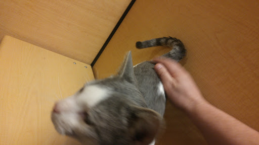 Pet Supply Store «PetSmart», reviews and photos, 1042 Fairplain Dr, Benton Harbor, MI 49022, USA