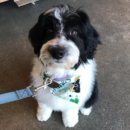 Pet Store «Shop Dog Boutique», reviews and photos, 5015 S Western Ave, Sioux Falls, SD 57108, USA