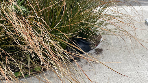 Park «Mill Ends Park», reviews and photos, 56 SW Taylor St, Portland, OR 97204, USA