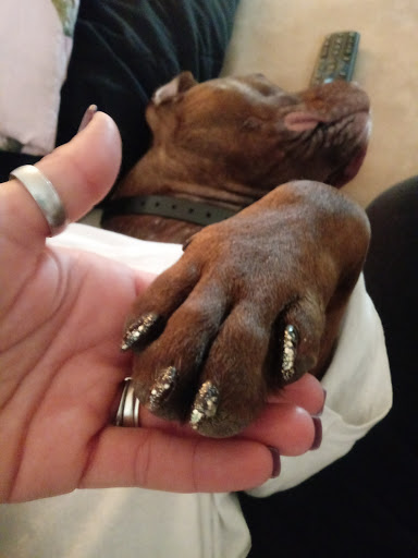 Pet Supply Store «Pet Supplies Plus», reviews and photos, 1262 OH-303, Streetsboro, OH 44241, USA