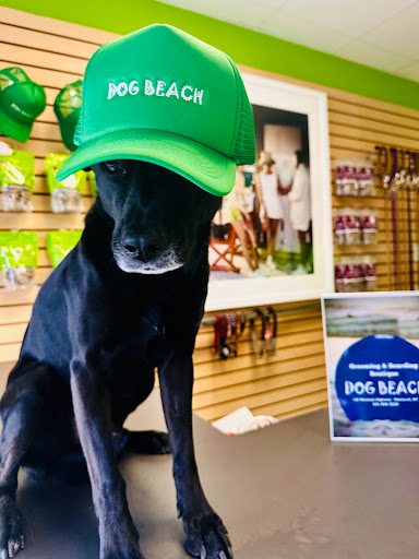 DOG BEACH HAMPTONS