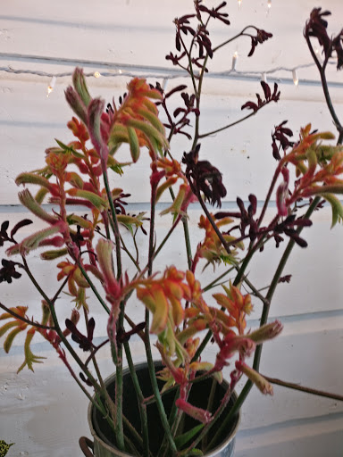 Florist «Ampersand», reviews and photos, 80 Albion St, San Francisco, CA 94103, USA