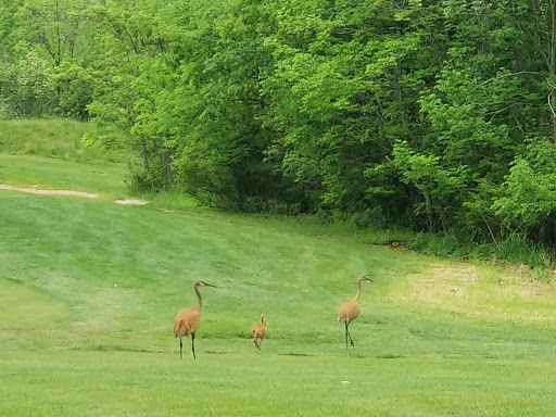 Golf Course «Pierce Lake Golf Course», reviews and photos, 1175 South Main Street, Chelsea, MI 48118, USA