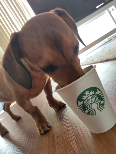 Coffee Shop «Starbucks», reviews and photos, 1265 E Brandon Blvd, Brandon, FL 33511, USA