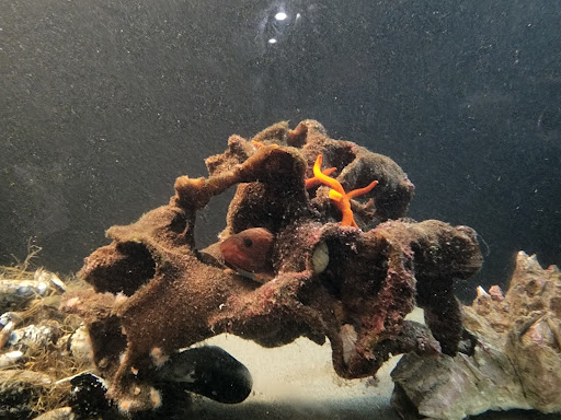 Aquarium «Seaside Aquarium», reviews and photos, 200 N Prom, Seaside, OR 97138, USA