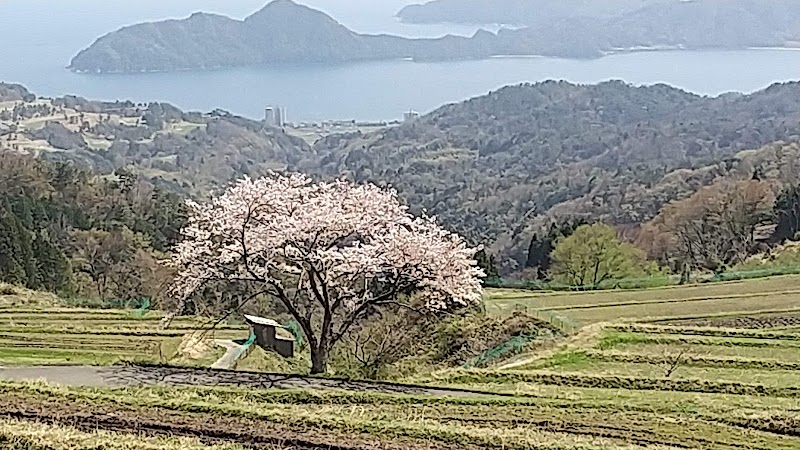 松尾の一本桜
