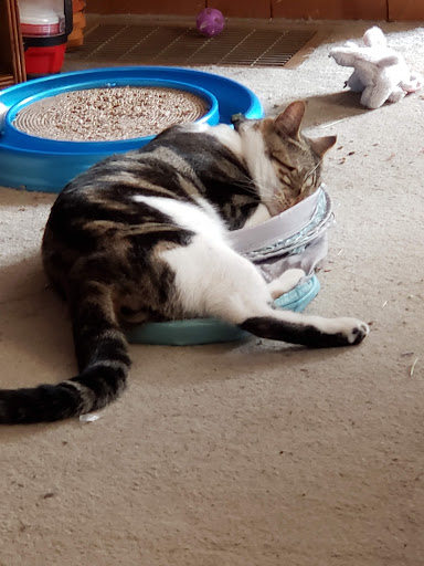 Pet Supply Store «Classic Pet Supply II», reviews and photos, 3180 Gratiot Blvd, Marysville, MI 48040, USA