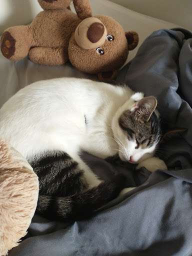 Pet Supply Store «PetSmart», reviews and photos, 475 Bank St, Waterbury, CT 06708, USA