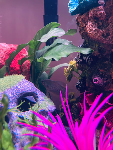 Pet Supply Store «PetSmart», reviews and photos, 3 McKenna Rd, Arden, NC 28704, USA