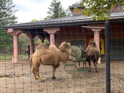 Bactrian Camel Exhibit